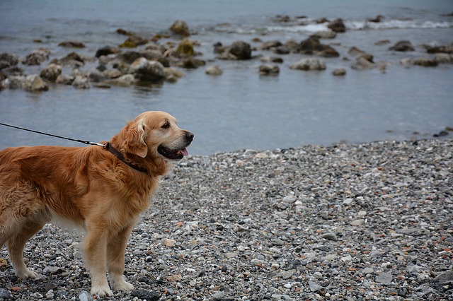 Vacanze al mare con il cane? Vieni a Acciaroli